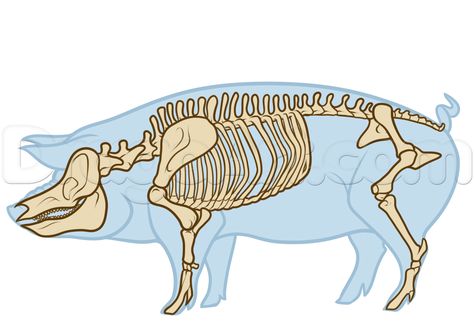 Pig Anatomy Drawing, Step by Step, Farm animals, Animals, FREE ... Endocrine Glands Drawing, Animal Atonamy, 4h Animals, Vet Medicine, Drawing Step By Step, Drawing Animals, Animal Anatomy, Drawing Guide, Drawing Step