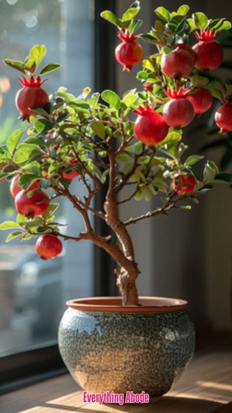 21 Tasty Fruit-Bearing House Plants You Can Enjoy Indoors Fruit House, Mulberry Plant, Passion Fruit Plant, Fruits Plants, Cherry Plant, Black Mission Fig, Alpine Strawberries, Strawberry Guava, Bing Cherries