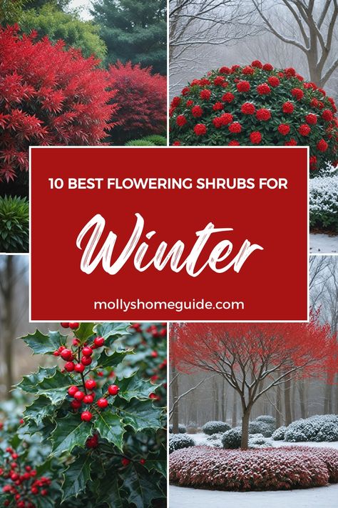 Discover the best shrubs for winter that will keep your garden vibrant all year long. From evergreen plants for year-round color to low maintenance shrubs perfect for shade, these winter garden plants offer beauty and interest even in the coldest months. Enhance your curb appeal with stylish winter flowers and create a no-care landscape with these top picks. Add a touch of green to your outdoor space with these shrubs for winter interest that are perfect for any garden style. Evergreen For Shade, Zone 4 Winter Garden, Year Long Plants, Winter Garden Landscape Design, Fall And Winter Garden, Fast Growing Evergreen Shrubs, Winter Front Yard Landscaping, Garden Winter Ideas, Winter Landscape Design