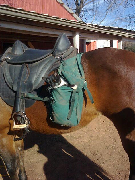 my saddle bag cat Horse Saddle Bags, Saddle Bags Horse, Trail Ride, My Horse, Horse Saddles, Trail Riding, Leather Work, Horse Tack, Saddle Bag