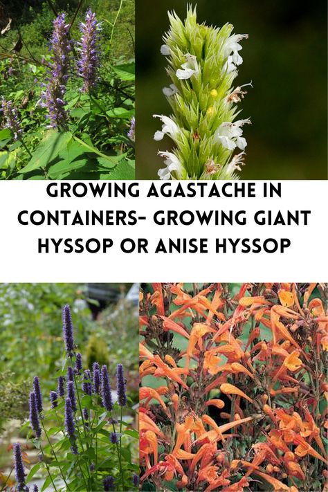 Agastache or Hyssops are plants that look striking growing in containers, where the blue flowers will highlight their beauty. Find out how to grow them here. Anise Hyssop Plants, Anis Hyssop, Giant Hyssop, Agastache Black Adder, Growing In Containers, Anise Hyssop, Agastache Apricot Sprite, Agapanthus Africanus, Plants And Gardening