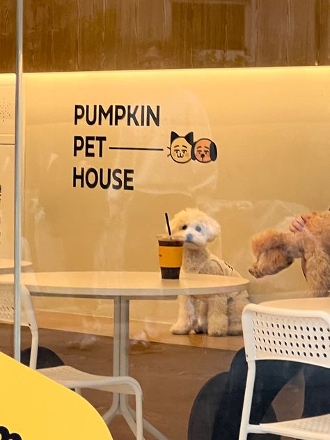 Dog Cafe Korea, Dog Cafe Aesthetic, Cafe Aesthetic Korean, Korean Cafe Aesthetic, Cafe In Korea, Cafe Designs, Pet Cafe, Korean Cafe, Dog Cafe