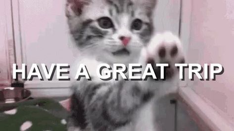 Have AGreat Trip Bye Kitten GIF - HaveAGreatTrip ByeKitten GoodBye - Discover & Share GIFs Enjoy Your Trip Gif, Goodbye Gif, Have A Great Trip, Enjoy Your Trip, Kitten Gif, Good Bye, Cat Gif, Animated Gif, Cool Gifs