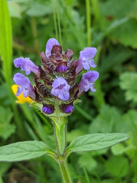 Prunella Vulgaris, Wildflower Favors, Native American Indian Tribes, The Dog Star, Medical Herbs, Butterfly Plants, Small Insects, Attracting Bees, Indian Tribes