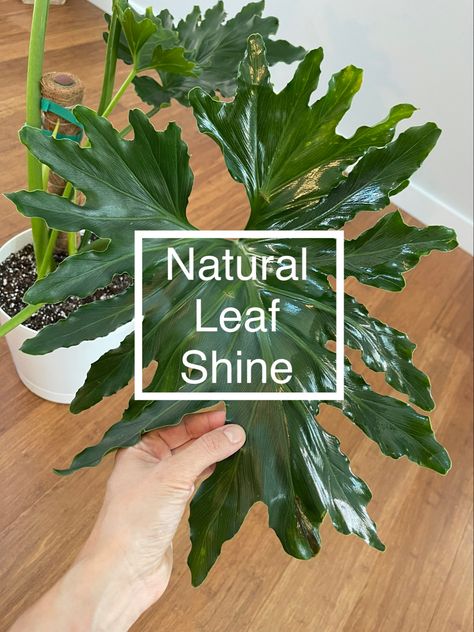 How To Shine Plant Leaves, Plant Shine Spray Diy, Diy Plant Leaf Shine Spray, Leaf Shine Diy, Diy Leaf Shine Spray, Plant Leaf Cleaner Diy, Diy Leaf Shine, Burning Bay Leaves, Cactus Leaves