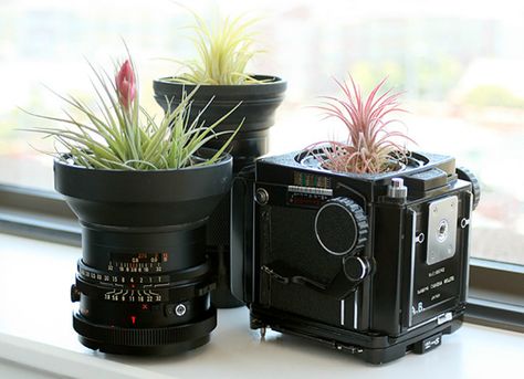 Creative Upcycling, Typewriter Planter Diy, Decorating With Old Cameras, Old Camera Decoration Ideas, Old Camera Decor, Vintage Pots Plant, Green Wellies, Vintage Camera Decor, Camera Decor