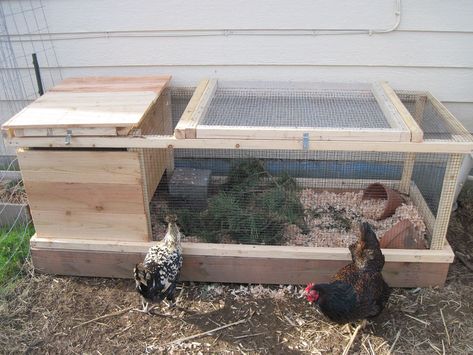 Quail Coop Ideas, Quail Housing, Quail Coop Ideas Diy, Quail Keeping, Quail Pen, Quail House, Button Quail, Quail Coop, Backyard Coop