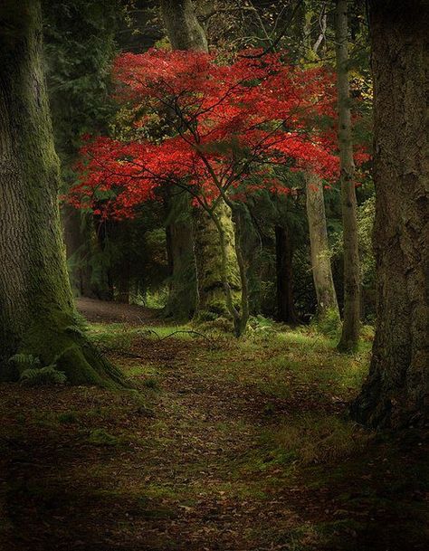 ~Lori Red Tree, Walk In The Woods, Tree Forest, Lombok, Beautiful Tree, Autumn Trees, In The Woods, Nature Beauty, Beautiful World