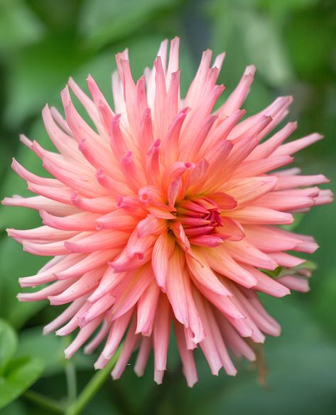 Dahlia Preference, Dahlia Patch, Farmer Gracy, Pretty Cactus, Emma Hamilton, Cactus Dahlia, Flowers Dahlias, Garden 2023, Border Ideas