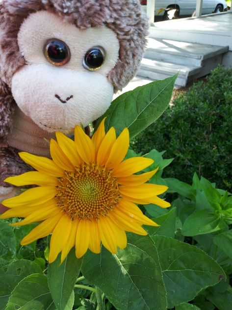 Franklin and one of the sunflowers from the garden. A stuffed monkey loves his flowers.#franklinthemonkey #Franklin #stuffedtoy #story Monkey Holding Flower, Cute Monkey, Love Him, Sunflower, Flowers