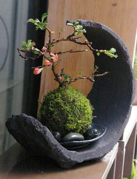 Japanese Moss Balls, Winter Container Gardening, Moss Ball, نباتات منزلية, Deco Nature, Moss Garden, Bonsai Art, Miniature Trees, Bonsai Plants