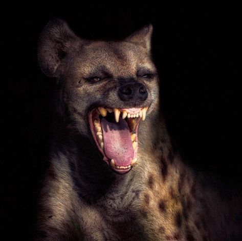 Laughing Hyena, Brown Hyena, Giant Animals, African Wild Dog, Wolf Love, Wild Creatures, Wild Dogs, Hyena, Dog Drawing