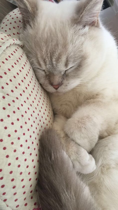 British shorthair white sleeping British Shorthair Cats Grey White, British Shorthair Cats White, White Shorthair Cat, White British Shorthair, Scottish Cat, Dream Pet, British Shorthair Kittens, Dream's Cat, Short Hair Cats