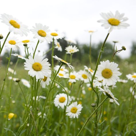 Create a gorgeous naturalistic look in your garden and help wildlife too! 🐝🦋🌸 Here are some of our top wildflowers to grow in your garden: L-R: ox-eye daisy, ragged robin, corn cockle, corn marigold, betony. Discover more at the link in our bio. #wildflowers #BeeFriendly #GardenersWorld Corn Marigold, Ox Eye Daisy, Corn Cockle, Ragged Robin, Bee Friendly, Ox, Beautiful Gardens, Flower Garden, To Grow