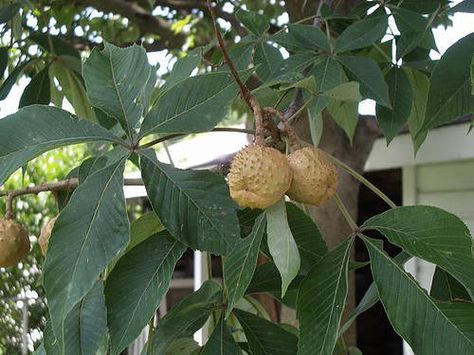 Ohio Buckeye Nut shown on the tree with it's spiny outer shell intact. Ohio Buckeye Tree, Buckeye Tree, Ohio Buckeyes, Lemon Leaf, Trees Photo, Tree Id, Privacy Plants, Lemon Leaves, Hummingbird Garden