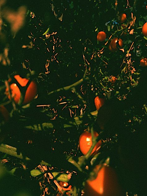 Tomato Plants Aesthetic, Tomato Plant Aesthetic, Tomato Aesthetic, Leo Sun, Tomato Plant, Tomato Garden, Plant Aesthetic, Tomato Plants, Italian Style