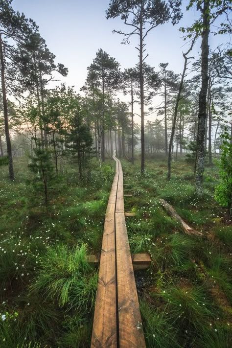 Estonian Aesthetic, Wood Plank Path, Estonia Aesthetic Nature, Sweden Forest Aesthetic, Forest Boardwalk, Wooded Trail Pathways, Estonian Nature, Natures Path, Urban Nature