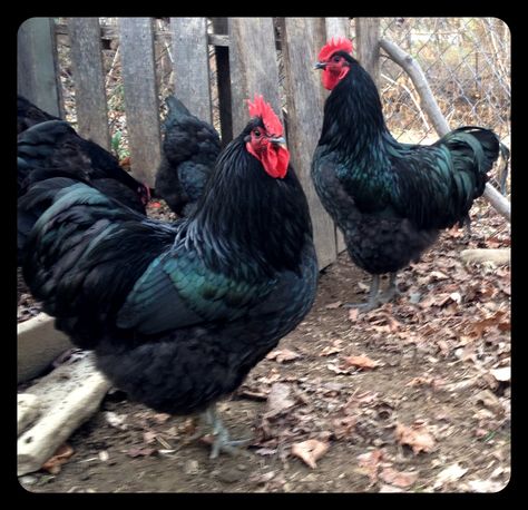 Heritage Rare Black Javas Black Chickens Breeds, Black Ameraucana Chicken, Java Chicken, Old English Bantam Chickens, Black Copper Maran Chickens, Araucana Chickens, Fancy Chickens, Coop Design, Hen Chicken