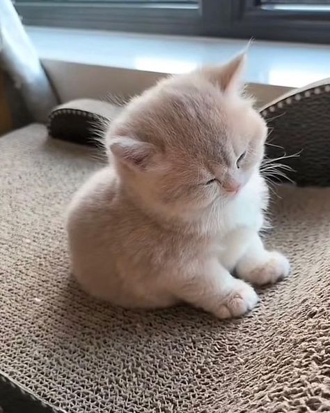 Cute Small Kittens, Cute Cat Memes, Small Kittens, Pretty Animals, Baby Kittens, Pretty Cats, Cute Little Animals, 귀여운 동물