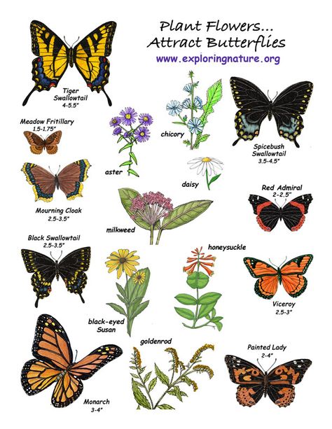 Some examples of flowers that butterflies like are cosmos, Queen Anne’s lace, zinnia, butterfly weed, coneflowers, New England asters, spearmint, milkweed, yarrow, phlox, ironweed, thistles, verbena, goldenrod, Shasta daisy, coreopsis, black-eyed Susan, yarrow, sedum, sunflowers, and daylilies. These will also make beautiful gardens! Planting Chart, Flowers That Attract Butterflies, Companion Planting Chart, Butterfly Feeder, Funny Vine, Info Video, The Whoot, Butterfly Plants, Hummingbird Garden