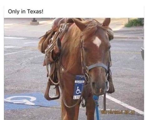 Texas Humor, Only In Texas, Funny Horses, Funny Horse, Funny Animal Memes, Animal Jokes, Animal Quotes, What’s Going On, Funny Animal Pictures