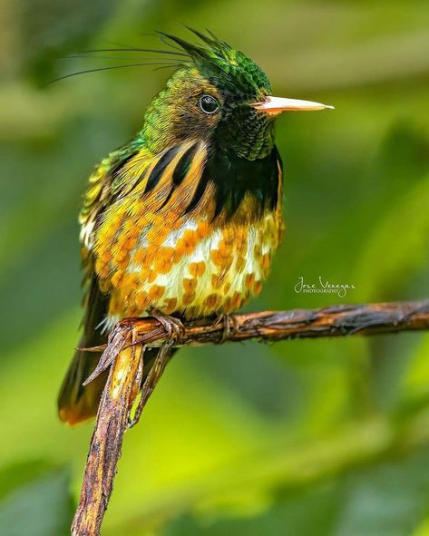 Nocturnal Birds, Pretty Birds, Small Birds, Bird Art, Beautiful Birds, Nicaragua, Honduras, Belize, Pet Birds