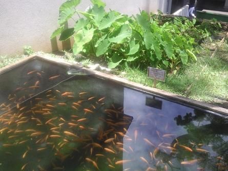 Raising Fish for Food: Backyard Fish Farming for Survival Frontyard Landscape Layout, Frontyard Landscape, Commercial Aquaponics, Gardening Drawing, Gardening Wallpaper, Backyard Aquaponics, Landscape Layout, Aquaponics Fish, Gardening Quotes