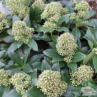 Cloud Japanese, Skimmia Japonica, Bonsai Indoor, Small Evergreen Shrubs, Plants Office, Landscape Curbing, Spring Garden Flowers, Planting Plan, Winter Plants