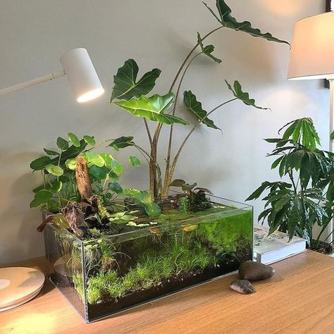 Tanaman Air, Indoor Pond, Taman Air, Fish Tank Terrarium, Tanaman Indoor, Indoor Water Garden, Aquarium Terrarium, Aquascape Aquarium, Aquarium Design