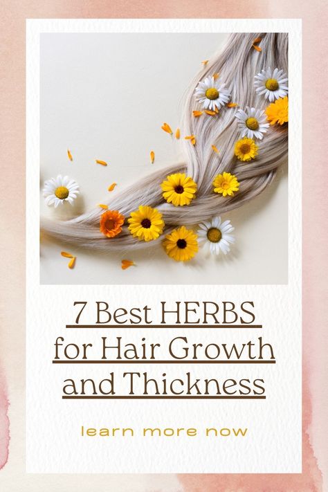 Looking to boost your natural hair growth? Dive into herbs for hair growth as we explore the top 7 herbs that can transform your tresses from limp to luscious. Discover DIY recipes and treatments that'll have your hair thanking you in no time. Let's nurture your mane naturally! 💚 #HairCare #HerbalRemedies #HairGrowth #naturalhairgrowth #hairgrowthtreatment #herbsforhairgrowth Herbs Good For Hair Growth, Hair Herbs, Foods For Healthy Hair, Herbs For Hair Growth, Make Hair Grow Faster, Herbal Hair Growth, Natural Hair Growth Remedies, Accelerate Hair Growth, Herbs For Hair