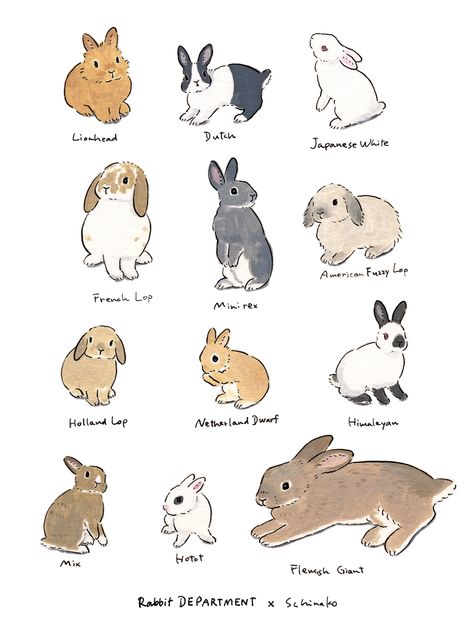 Pusheen Wallpaper, Bunny Room, Pet Bunny Rabbits, Bunny Tattoos, Bunny Care, Bunny Drawing, 강아지 그림, Pet Bunny