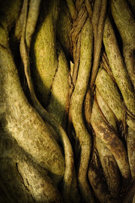 Roots Aesthetic, Roots Aesthetic Tree, Roots Sculpture, Tree Roots Sculpture, Exposed Tree Roots, Tree Textures, Clay Faces, Textile Texture, Forest Floor