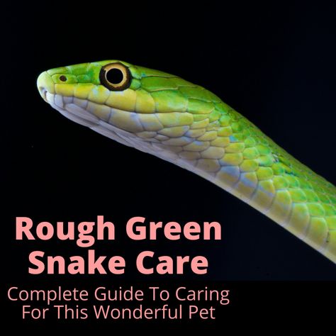 Rough Green Snake Enclosure, Snake Breeding, Rough Green Snake, Snakes For Sale, Snake Breeds, Vine Snake, Snake Enclosure, Rat Snake, Small Snakes