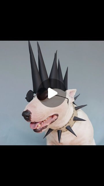 Tom, the Bull Terrier on Instagram: "That moment all you need is some paper and imagination 😎

one year ago we created the recycled paper series. 
Still one of our all time favourites 🤗

It started when I found a batch of paper bags and cardboard rolls that needed to be gone, so we transformed it all into 20+ outfits. 

It took 2 days to complete the props and the pictures/videos were done in three sessions. 

All made possible because of Tom, who not only loves the camera but also has loads of fun doing the photos." Cardboard Rolls, One Year Ago, Bull Terrier, Recycled Paper, All You Need Is, Picture Video, All About Time, Recycling, In This Moment