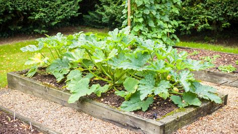 5 Tips for Growing Great Zucchini in Raised Beds Vegetable Patch, Zucchini Squash, Rotary Club, Veg Garden, Garden Quotes, Grow Your Own Food, Veggie Garden, Fun Day, Environment Friendly