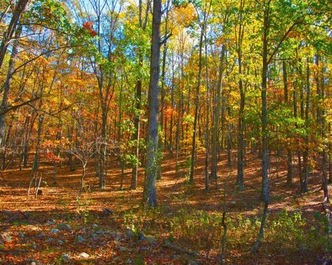 Virginia Forest, Massanutten Resort, Virginia Fall, Virginia Travel, Virginia Is For Lovers, Shenandoah National Park, Fall Travel, Weekend Trips, Summer Travel