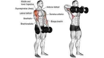 Best Dumbbell Trap Exercises For Mass and Strength Best Trap Exercises, Dumbbell Upright Row, Traps Muscle, Traps Workout, Upright Row, Best Shoulder Workout, Biceps Brachii, Push Workout, Rowing Workout