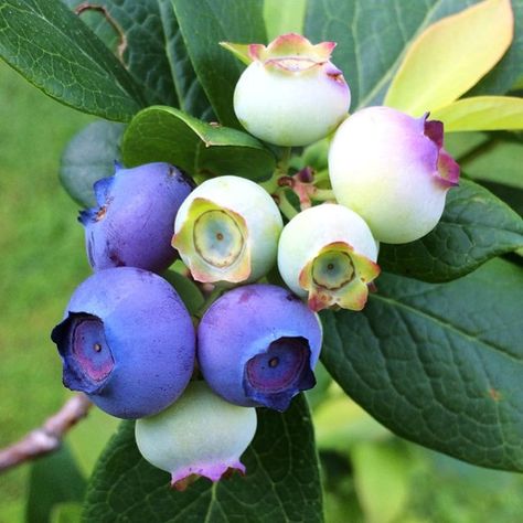 Blue Berries Photography, Blueberry Pictures, Blueberries Photography, Blueberry Photo, Blueberry Fairy, Painting Ideas Easy Beginner, Blueberry Blossom, Blueberry Flower, Blueberry Branch