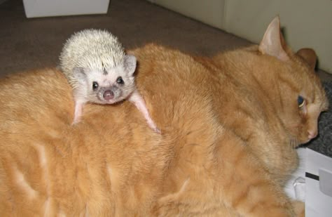 Unusual friends.  My kitty, Chubs with my hedgehog, Nuala on his back. Cat And Hedgehog, Hedgehog And Cat, Hedgehog Couple, Funny Hedgehog, Hedgehog Pet, Silly Photos, Cute Hedgehog, Funny Bunnies, Silly Animals