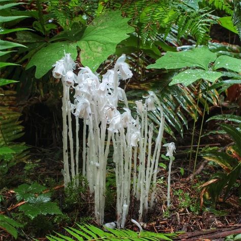 Ghost Pipe Monotropa Uniflora, Ghost Pipe, Reduce Fever, Garlic Mustard, Leg Ulcers, Biennial Plants, Healing Plants, Common Cold, Tall Trees