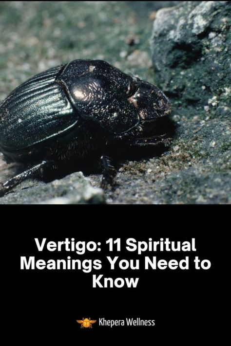 And Black Beetle Spiritual Meaning, Insect Meaning Spiritual, Scarab Beetle Meaning, Beetle Spiritual Meaning, Scarab Meaning, Ankh Meaning, Black Beetle, Hercules Beetle, Rhino Beetle