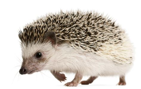 Four-toed Hedgehog, Atelerix albiventris. 2 years old, walking in front of white , #sponsored, #Atelerix, #albiventris, #toed, #Hedgehog, #years #ad Squirrel Clipart, Hedgehog Illustration, Hedgehog Pet, Guinea Pig Toys, Cute Hedgehog, Cute Animal Pictures, Forest Animals, Exotic Pets, Stock Pictures