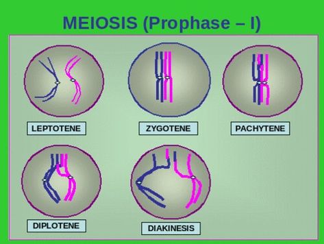 Prophase 1 Meiosis, Bio Notes, Study Stuff, Study Flashcards, Biology Notes, Study Notes, Lululemon Logo, Biology, Peace Symbol