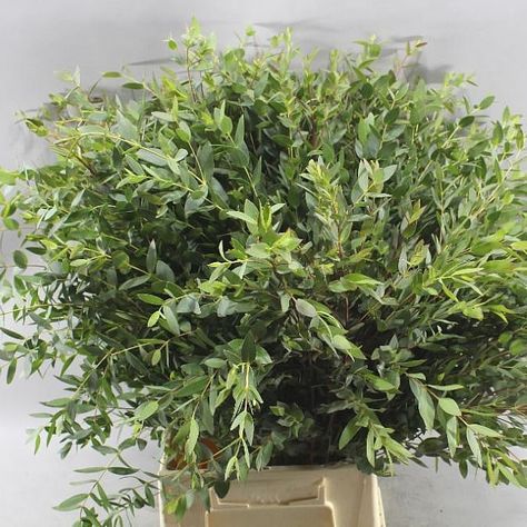 <p> EUCALYPTUS PARVIFOLIA are available at wholesale prices & direct UK delivery. Approx. 70cm and wholesaled in Batches of 10 bunches.</p> Eucalyptus Parvifolia, Midsummer Flowers, Leatherleaf Fern, Wedding September, Wedding August, Dutch Flowers, Flower Board, Lilly Flower, Green Eucalyptus