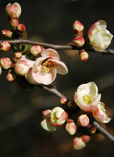 Flowers and Buds Flower Buds Aesthetic, Almond Flower, Flowering Quince, Apricot Blossom, Flower Bud, Robins, Quince, Apricot, Grapes