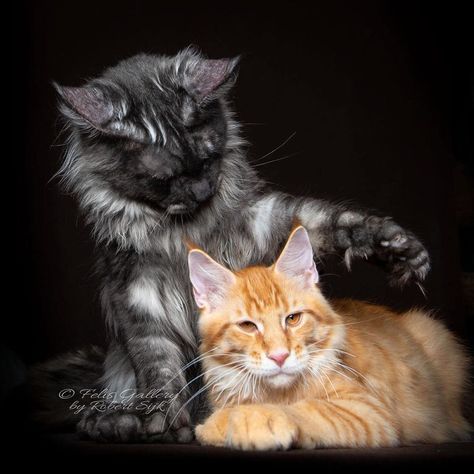 Maine-Coon-Cat-Photography-Felis-Gallery-Robert-Sijka Chat Photo, Mystical Pictures, Beautiful Cat Breeds, Norwegian Forest Cat, Cat Photography, Domestic Cat, Large Cats, Cat Care, Maine Coon