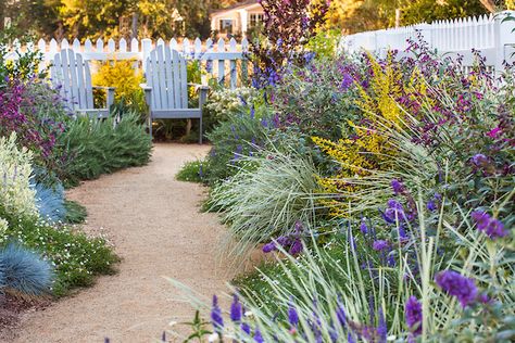 Front Yard Drought Tolerant, Socal Landscape Ideas, Landscaping Color Schemes, Utah Landscaping, Sunset Garden, Salvia Companion Plants, Abelia Kaleidoscope Landscaping Ideas, Front Yard Prairie Garden, Arizona Flowers Drought Tolerant