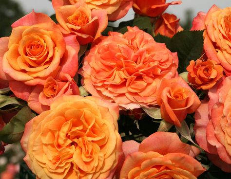 Grafting Roses, Container Roses, Rooting Roses, Rose Belle, Heirloom Roses, Rare Seeds, Rose Varieties, Rose Seeds, Types Of Roses