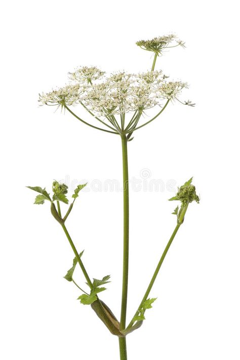 Wild Flower Background, Angelica Flower, Flower On White Background, Invite Ideas, Flower Stock, Flower Background, Stock Photography Free, Flower Photos, Pottery Barn