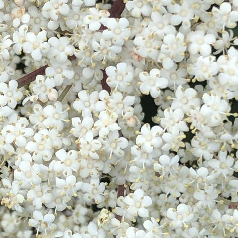 Sambucus Canadensis, elderberry flower closeup. Very fragrant! Sambucus Canadensis, Elderberry Flower, Flowers